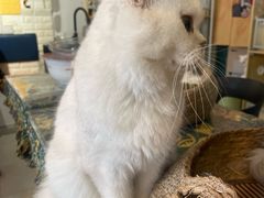 -平行世界·猫咖(首经贸店)