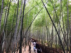 -宁波浙东大竹海景区