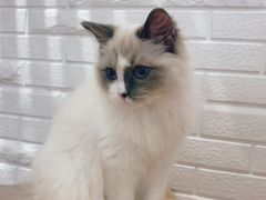 -momokira米努特·德文卷毛猫·棉花面纱犬