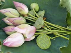 -丽华早点(大成路店)