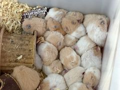 -溪岸路花鸟市场