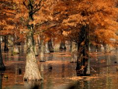 -白鹭湾湿地公园