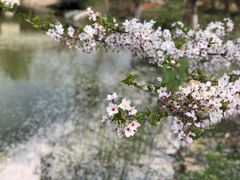 -顾村公园