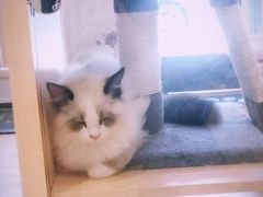 -Pets First伊珊娜洗护·精致美容·家庭式寄养(新会路店)