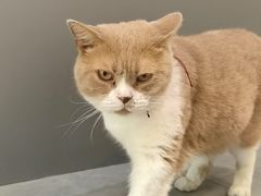 -伟伟宠物医院·CT影像中心·瑞派犬猫综合性门诊(汉口总院)