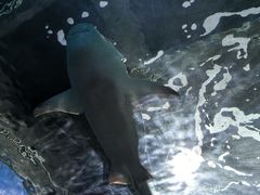 -锦艺城海洋馆