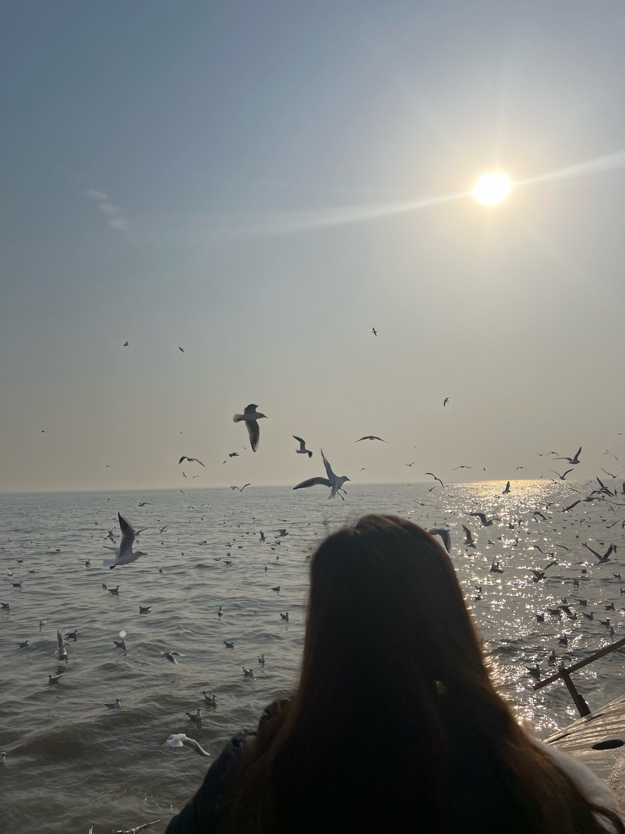 带你去看海鸥 第二年去喂海鸥了,还是买