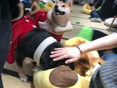 -逗柴咖啡屋·狗咖猫咖宠物桌游