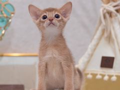 -小猫来了·猫咪专售(红山六九七九店)