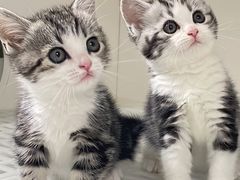 -lincat·猫舍(广州店)
