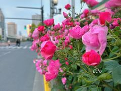 -新虹桥中心花园