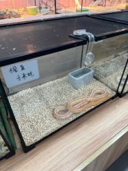 -Moni星球萌宠·小马宝莉·灵蛇·高端高阶全萌宠互动体验俱乐部(红豆国际广场店)