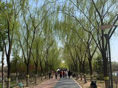 -大兴滨河森林公园