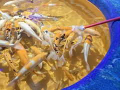 -上海海昌海洋公园