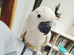 -谐和益家动物医院·免疫绝育·血液透析·宠保定点医院(高新伊藤分院)