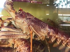-悉尼鱼市场