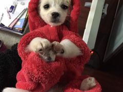 -Oh My Dog宠物沙龙(伊珊娜皮毛护理店)