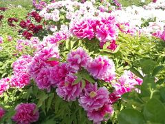 -曹州百花园