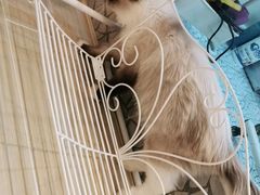 -momokira米努特·德文卷毛猫·棉花面纱犬