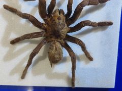 -上海昆虫博物馆