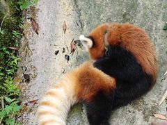 -都江堰中华大熊猫苑