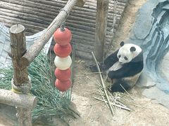 -大连森林动物园