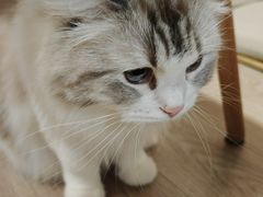 -柴迷FANS CLUB·柴犬狗咖·猫咖
