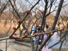 -无锡梅园公园