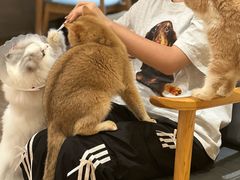 -滚猫咖啡·猫咖·猫友好撸猫(未来城店)