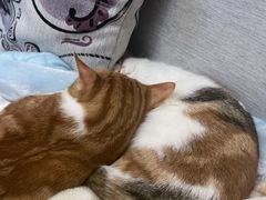 -艾贝尔宠物诊疗
