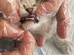 -瑞派福兴宠物医院犬猫全科·骨科·中西医结合(河东店)