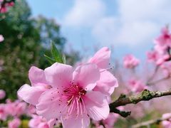 -白塘生态植物园
