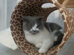 -喵园·猫主题咖啡厅·撸猫·猫咖(国贸店)