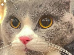 -袖虎·猫馆(体育西路店)
