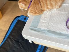 -瑞派宠物医院·犬猫全科·猫友好(宾水西道店)