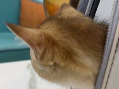 -北京观赏动物医院·24小时大型综合·猫专科·异宠专科