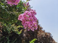 -洛阳市隋唐城遗址植物园