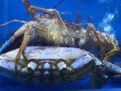 -泮金大塘(北二七路店)