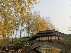 -合肥滨湖国家森林公园