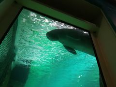 -悉尼海洋生物水族馆
