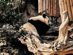 -成都大熊猫繁育研究基地