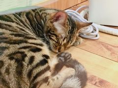 -袖虎·猫馆(体育西路店)