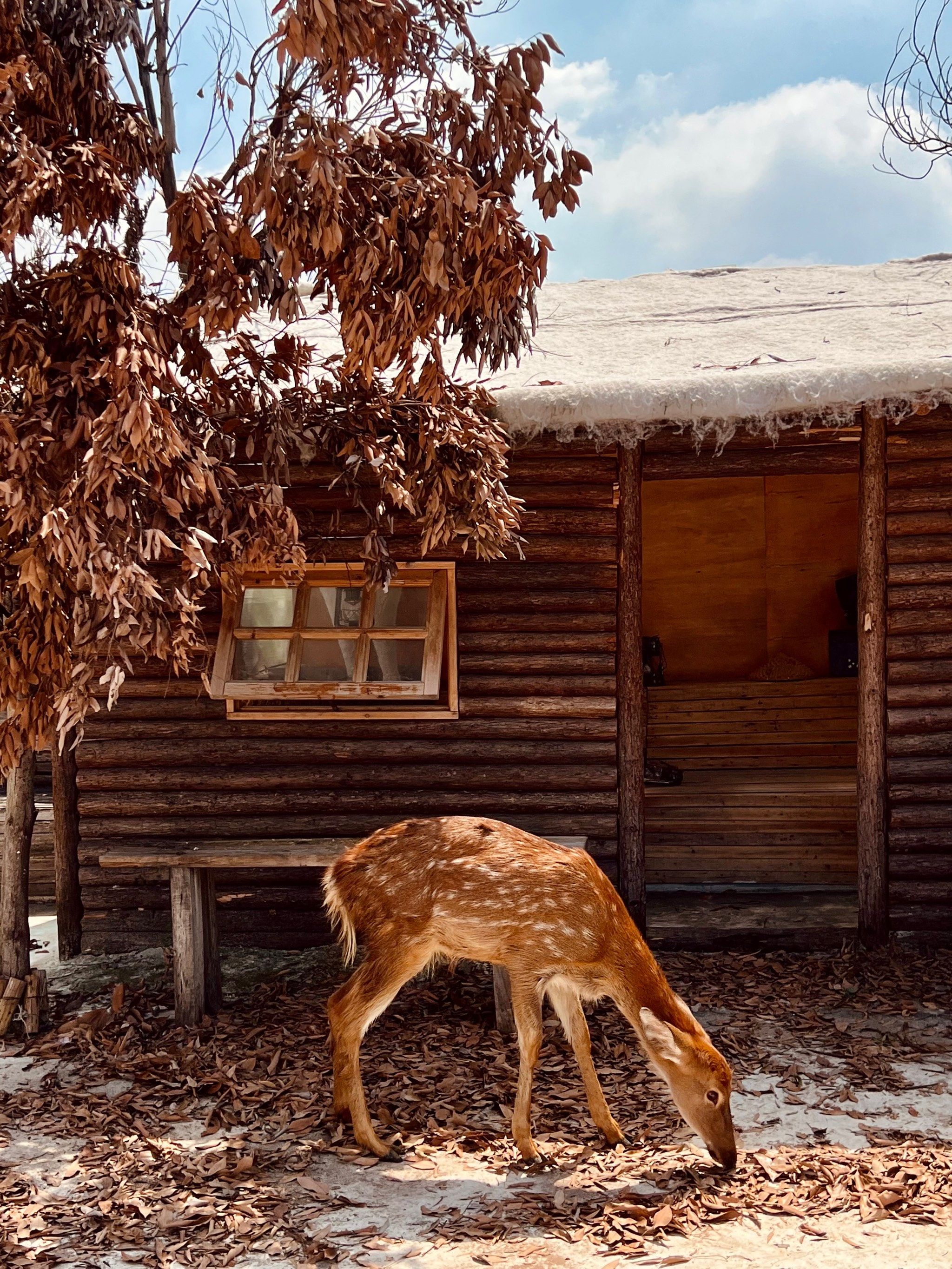 是深圳!飘雪❄️的梅花鹿🦌小木屋