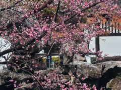 -东山雕花楼