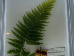 -广东中医药博物馆
