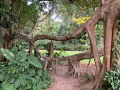 -中国科学院西双版纳热带植物园