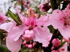 -南汇桃花村