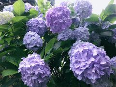 -鼓岭旅游度假区