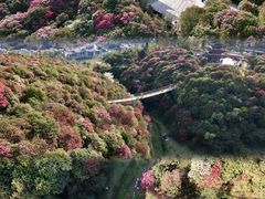 -贵州百里杜鹃风景名胜区
