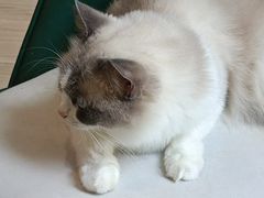 -安格丽娜·狗咖·猫咖羊驼咖(春熙路百盛商场店)